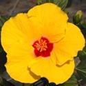 Hibiscus Standard, Lilikoi Yellow