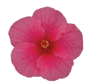 Hibiscus Standard, Pink Punch Wind