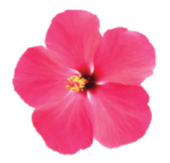 Hibiscus Bush, Pink Versicolor