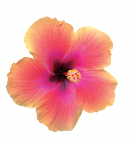 Hibiscus Standard, Tangerine Paradise Wind
