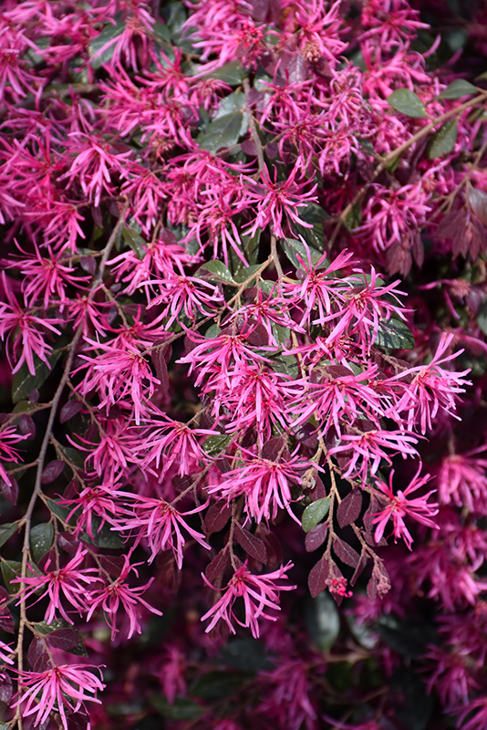 Loropetalum, Plum Delight