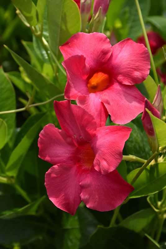 Mandevilla, Raspberry Kiss