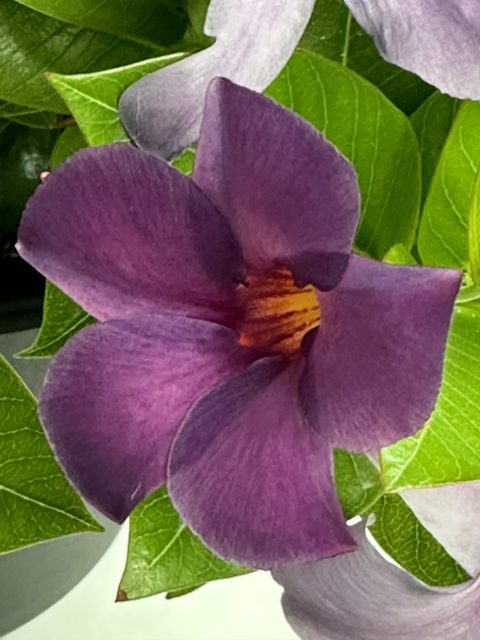 Mandevilla, Sun Parasol Bluephoria