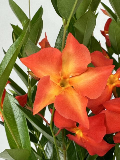 Mandevilla, Sun Parasol Fired Up Orange