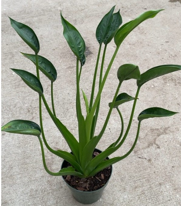 Alocasia, Tiny Dancer