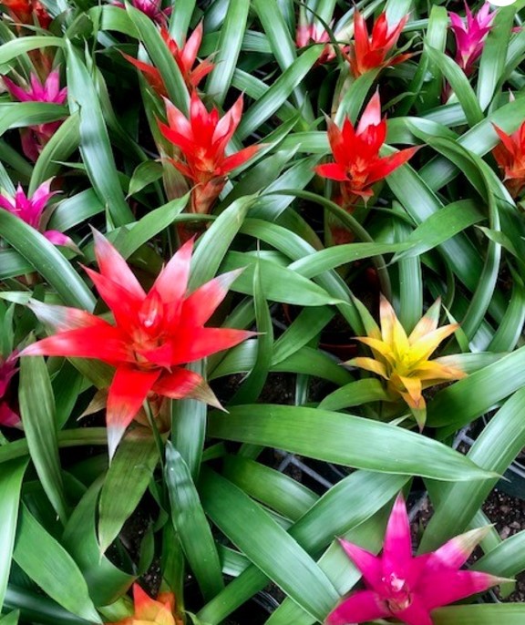 Bromeliad, Assorted