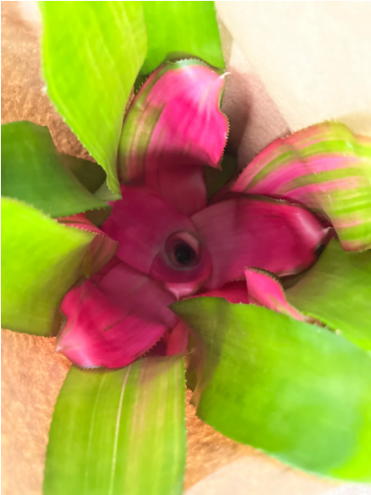 Bromeliad, Neo Regelia Sexy Pink