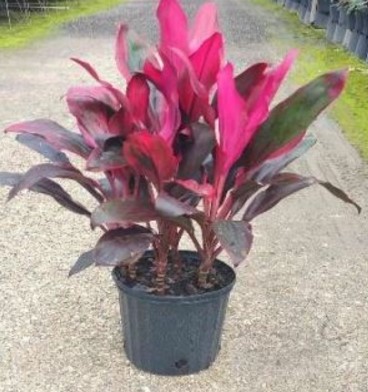 Cordyline, Cathy Ann