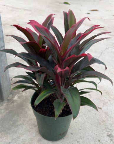 Cordyline, Red Hawaiian Compact