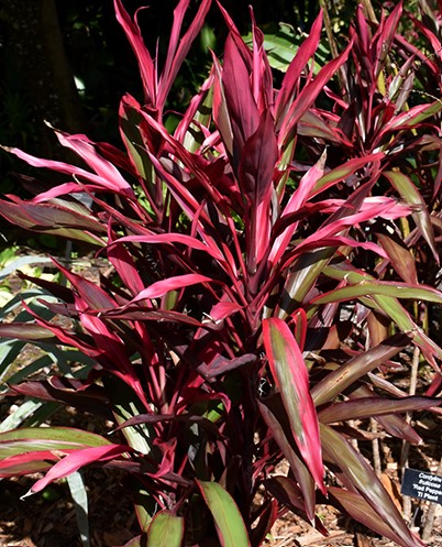 Cordyline, Red Pepper