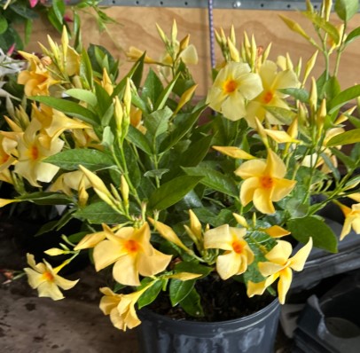 Dipladenia, Yellow