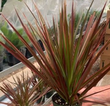 Dracaena, Colorama Tip