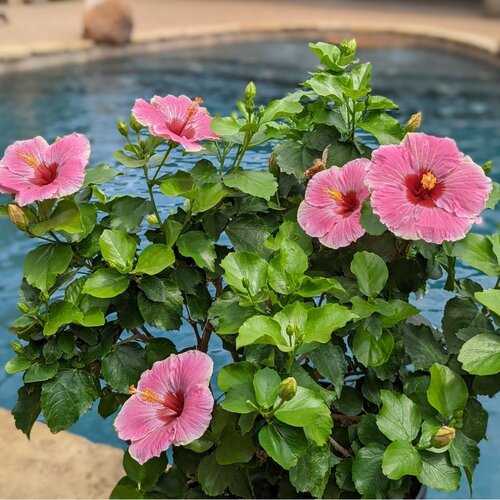 Hibiscus Bush, Hollywood America's Sweetheart