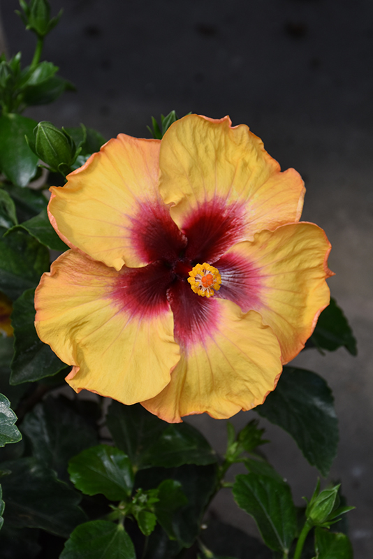 Hibiscus Bush, Hollywood Rico Suave