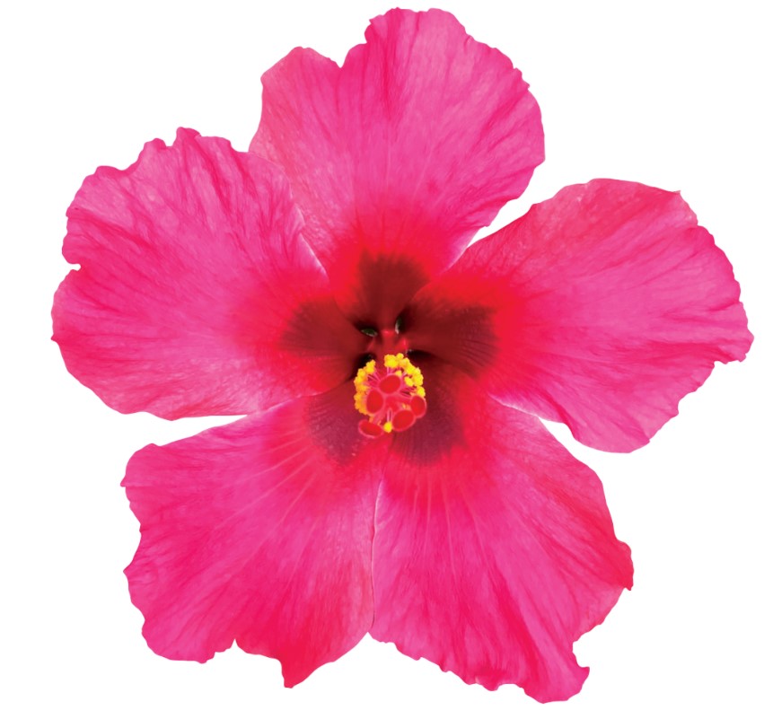 Hibiscus Bush, Passion Wind