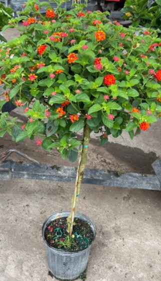 Lantana Standard, Red