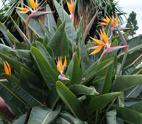 Strelitzia Reginae (Bird of Paradise), Orange