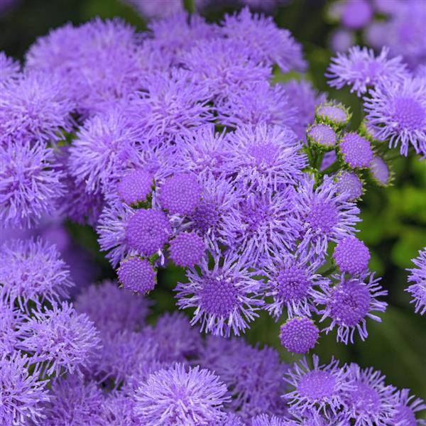 Ageratum, Monarch Magic