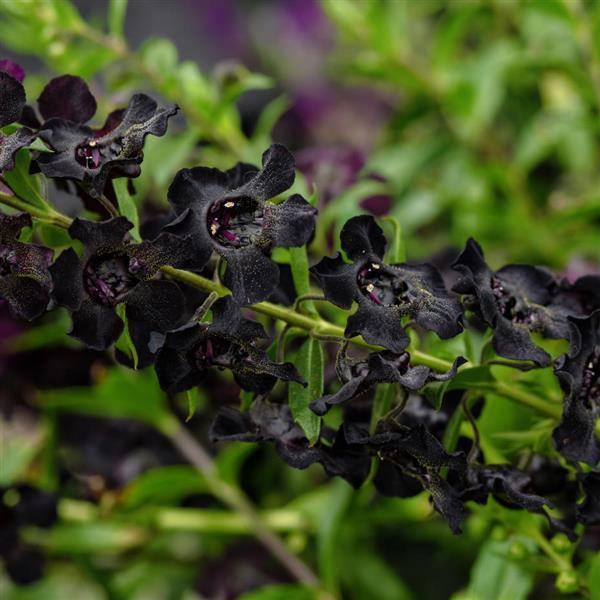 Angelonia, Angelflare Black