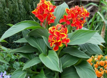 Canna Red Gold Flame