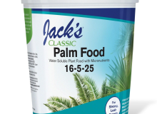 Jacks Palm 
